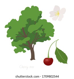 Vector illustration of Cherry tree and its parts. 