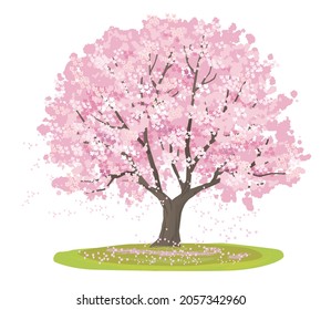 Vector illustration of cherry tree, spring landscape