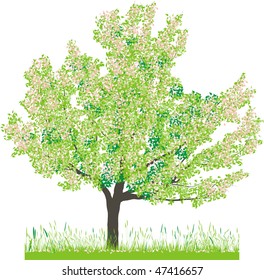 Vector illustration of cherry tree in spring