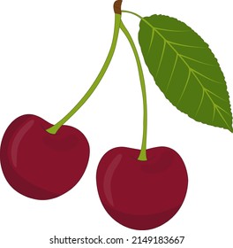 Vector illustration of a cherry tree. Vector illustration of a cherry used for magazines, books, food applications, posters, menu covers, web pages.