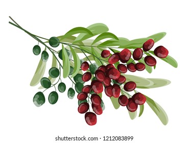 Vector illustration. Cherry twigs. Ripe bird cherry with green berries. Green leaves. All elements are isolated.