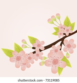 Vector illustration of cherry-tree branch in bloom and a butterfly isolated on pink