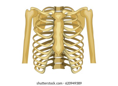 vector illustration of the chest, upper shoulder girdle.
