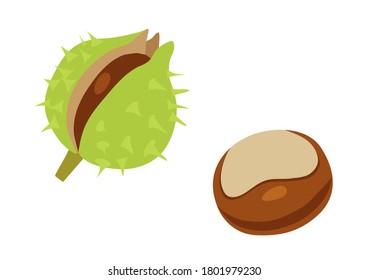 Vector illustration of Chestnut fruit.