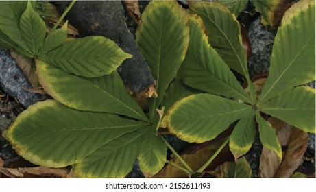 Vector illustration with chestnut leaves attacked on the ground. Autumn leaves on the ground. Green leaves with yellow edges.