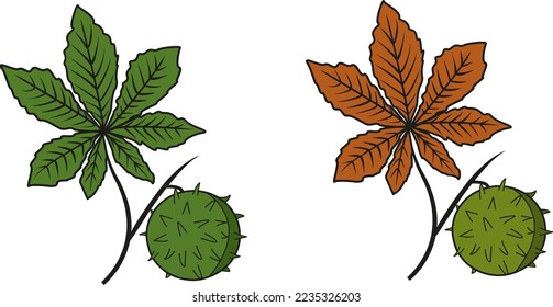 Vector illustration of chestnut leaves in different colors. Chestnuts at different times of the year. Green leaf chestnut icon.
