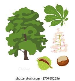 Ilustración vectorial del árbol de castaño y sus partes. 
