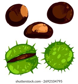 Ilustração vetorial de castanhas e cascas verdes pontiagudas. Nozes de outono desenhadas à mão isoladas sobre fundo branco.