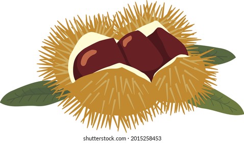 Vector illustration of chestnuts on white background.