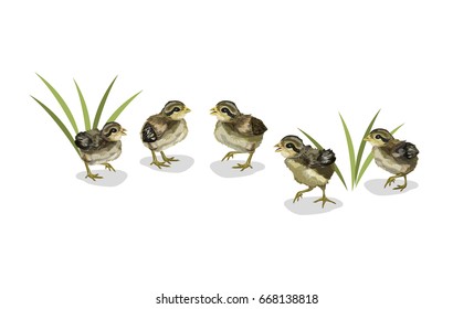 Vector Illustration: Chick Chicken red junglefowl ( Gallus gallus ) isolated on white background.