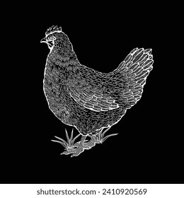 Vector illustration of a chicken