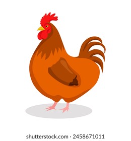 vector illustration of chicken animal