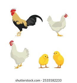 Ilustración vectorial de animal de pollo en estilo plano de dibujos animados. Gallina y gallo con una joven. Crianza de animales domésticos. Conjunto de ganado de pollo. Infografía, cartel, colorear educativo