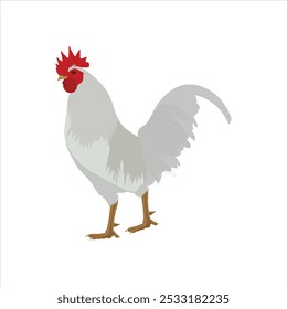 Ilustración vectorial de animal de pollo en estilo plano de dibujos animados. Gallina y gallo con una joven. Crianza de animales domésticos. Conjunto de ganado de pollo. Infografía, cartel, colorear educativo