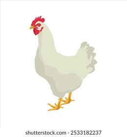 Ilustración vectorial de animal de pollo en estilo plano de dibujos animados. Gallina y gallo con una joven. Crianza de animales domésticos. Conjunto de ganado de pollo. Infografía, cartel, colorear educativo