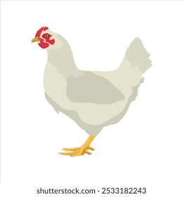 Ilustración vectorial de animal de pollo en estilo plano de dibujos animados. Gallina y gallo con una joven. Crianza de animales domésticos. Conjunto de ganado de pollo. Infografía, cartel, colorear educativo