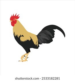 Ilustración vectorial de animal de pollo en estilo plano de dibujos animados. Gallina y gallo con una joven. Crianza de animales domésticos. Conjunto de ganado de pollo. Infografía, cartel, colorear educativo