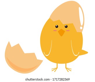 Vector illustration of Chicken chicks . 