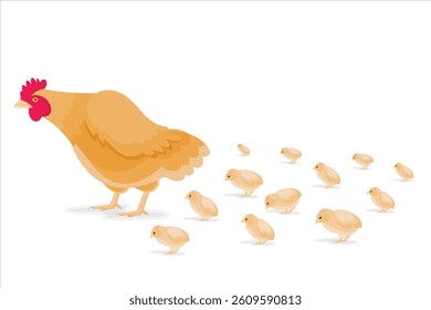 Vector illustration of a chicken and its chicks walking on a white background
