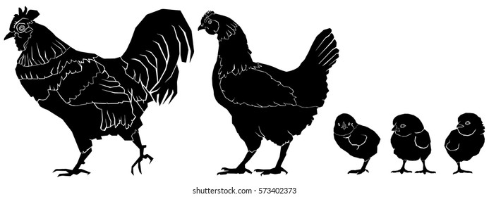 Vector illustration of a chicken family.
