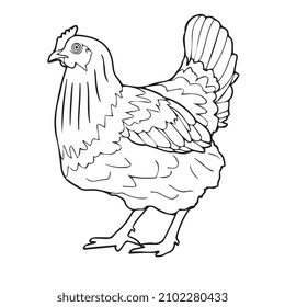 Vector illustration of chicken line art