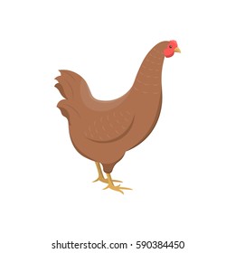 Vector illustration of a chicken on white background. Farm animals topic.