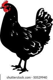 Vector illustration of the chicken. Red, black and white.