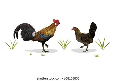 Vector Illustration: Chicken red junglefowl ( Gallus gallus ) white ear males and females isolated on white background.