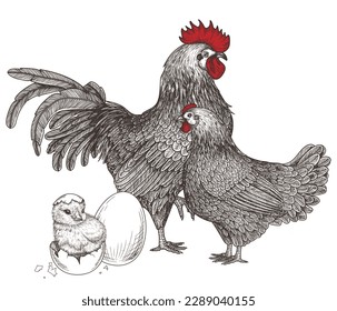 Ilustración vectorial de un pollo. Rooster, gallina, pollo y huevo