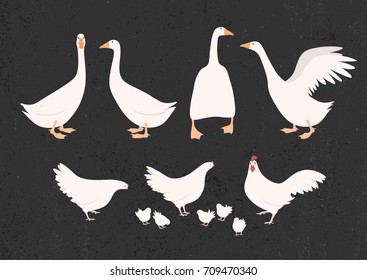 Vector illustration of chickens and geese