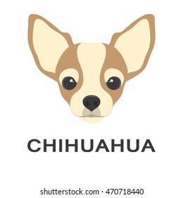 Vector illustration of chihuahua dog in flat style. Chihuahua flat icon.