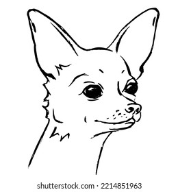 Vector illustration of a chihuahua dog sketch. Graphic drawing by line, drawing by hand.