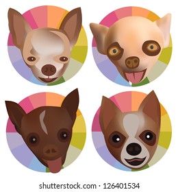 Vector and illustration of chihuahua head