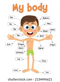 Vector illustration of child body