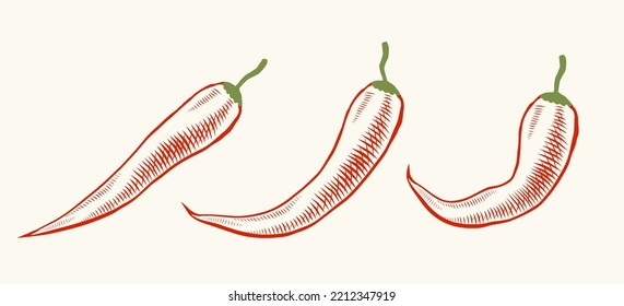 Vector illustration of chilli pepper in engraving style. Vector icon of red chili pepper on isolated background in retro style. Extra spicy food.