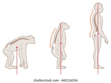 Vector Illustration Of A Chimp And A Human, Showing The Shifting Balance Point