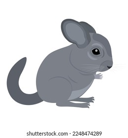 Vector illustration of a chinchilla rodent.