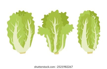 Vector illustration of Chinese cabbage, depicted in a simple and clear style. Ideal for use in projects involving healthy foods, organic foods, vegan recipes or culinary illustrations.