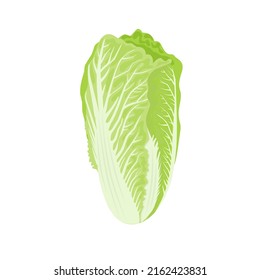 Vector illustration, Chinese cabbage, isolated on white background.