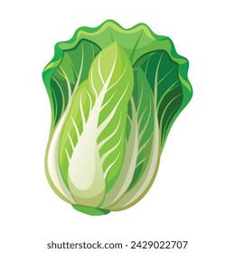 Vector of illustration Chinese cabbage on white