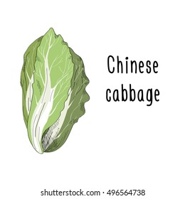 Vector illustration of Chinese Cabbage on white background