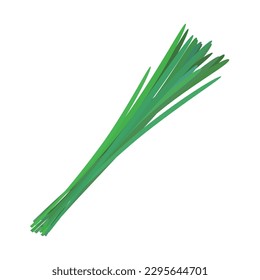 Vector illustration of chinese chives on a white background. svg
