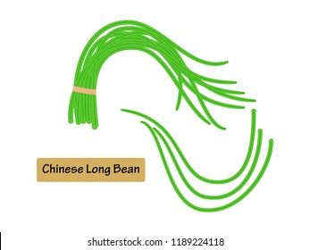 Vector illustration Chinese long bean isolated on white background.