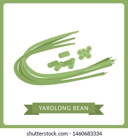 Vector illustration Chinese long bean isolated on white background.