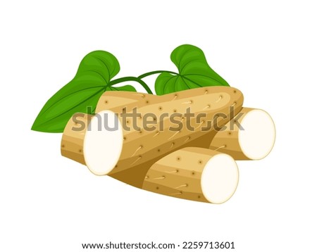 Vector illustration of Chinese yam or Dioscorea polystachya, isolated on white background.