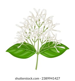 Vector illustration, Chionanthus virginicus, commonly called fringe tree, isolated on white background.