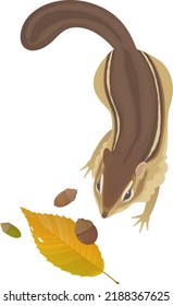 Vector illustration of a chipmunk seen from above.