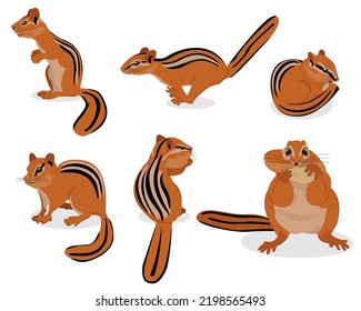 Vector illustration of chipmunks in different poses. Isolated image of rodents