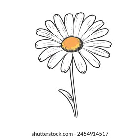 Vector Illustration of Chmomile is vintage flower, Ideal for Graphic Design