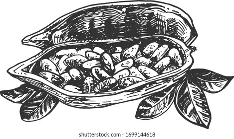 Vector illustration of chocolate cocoa beans in a vintage hand drawn engraving style.